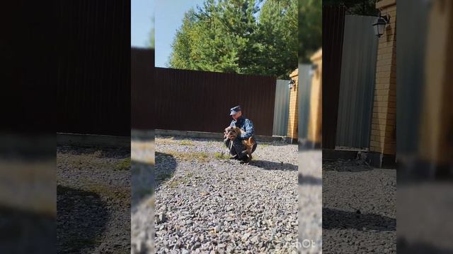 Шесть щенков из племпитомника ГУФСИН отправятся на службу в Челябинскую область смотреть онлайн