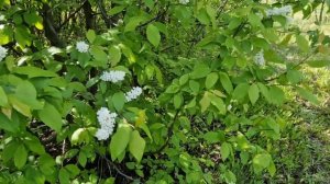 О черемухе, пользе, выращивании