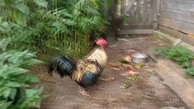 Самый ОПАСНЫЙ Боевой петух в МИРЕ!!! смотреть онлайн