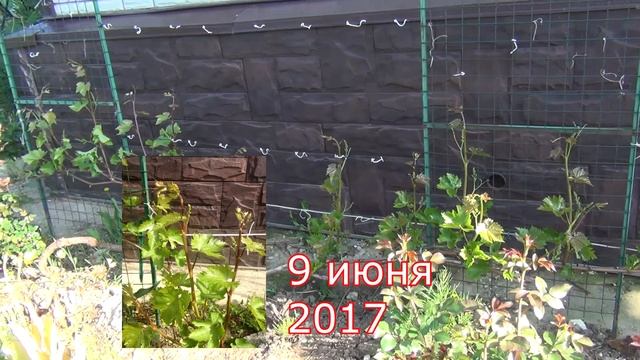 Можно ли делать прогноз на урожай по 1 неделе июня? смотреть онлайн