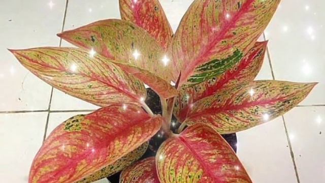 Aglaonema legacy premium 021 смотреть онлайн