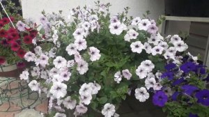 Лучшие сорта петунии. Каскадная петуния Тайдал Сильвер и Тайдал  Черри( Petunia hybrida Tidal Wave)