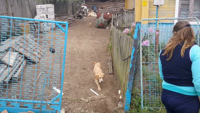 лабрадор на тачке