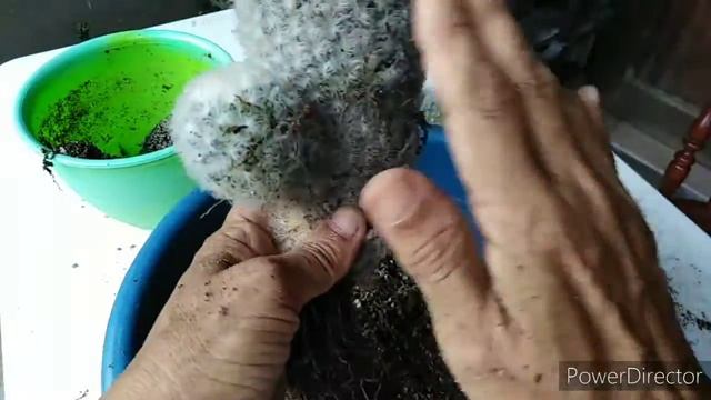 Repotting Mammillaria Plumosa