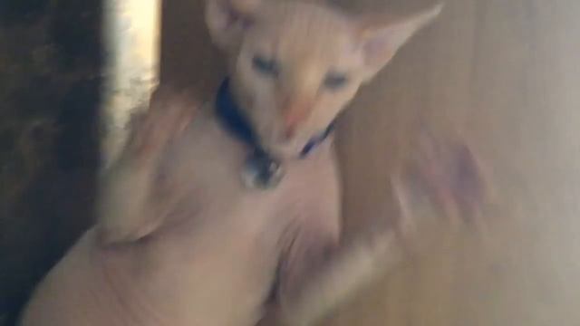 Бешеный кусачий злющий кот, смешной кот, дразнят нападает, сфинкс атакует, милая кошечка смотреть онлайн