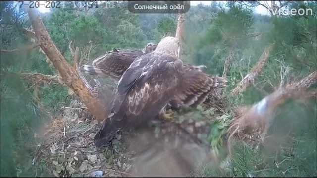 Гнездо солнечного орла (Aquila heliaca)20072021 буря смотреть онлайн