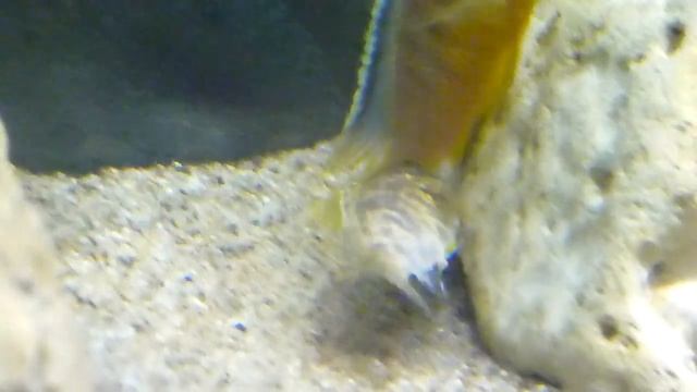 Tropheops spec. 'Makonde' OB,нерест смотреть онлайн