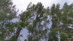 Сильный ветер ломает многолетние деревья