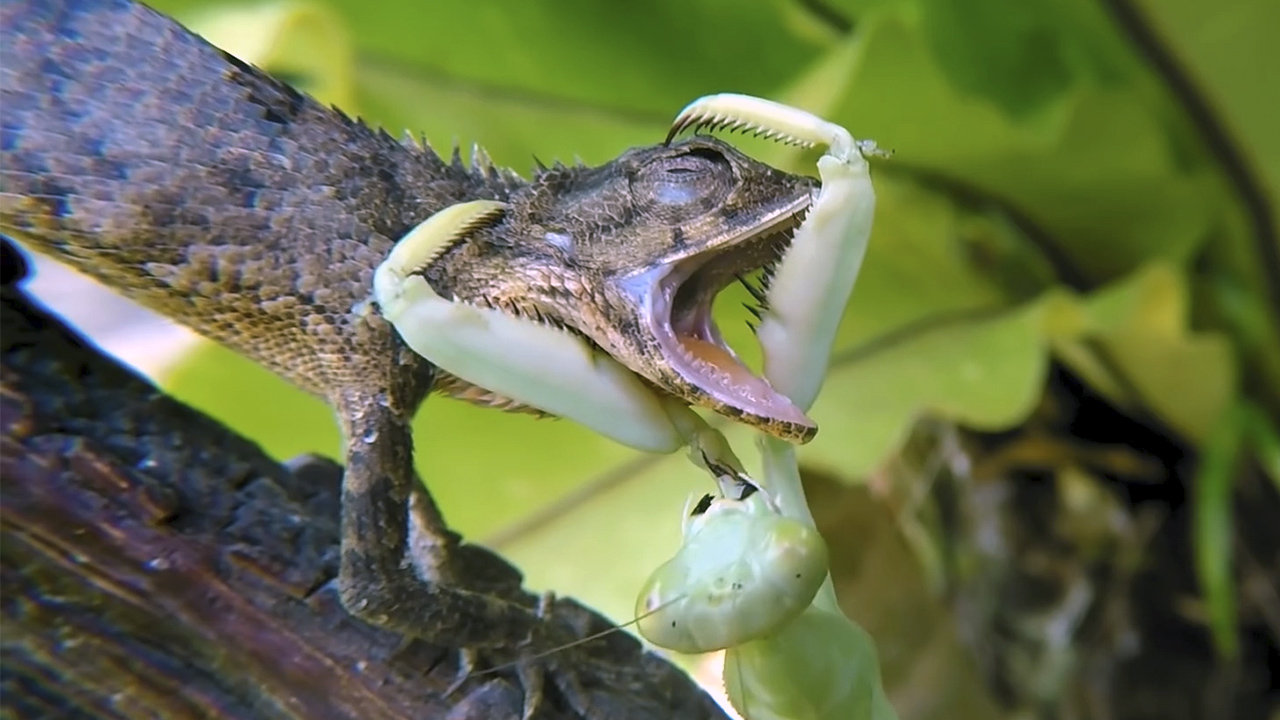 Богомол атакует ВСЁ, что ДВИЖЕТСЯ! Богомол против змеи, ящерицы, паука. Факты о богомолах. смотреть онлайн