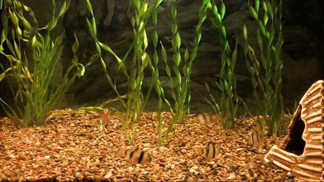 Релаксация-СУМАТРАНСКИЕ БАРБУСЫ. смотреть онлайн