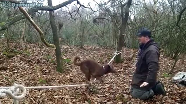 Пёс балансирует на веревке смотреть онлайн