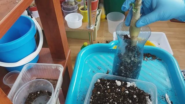 АДЕНИУМЫ. УДЛИНЯЕМ КАУДЕКС С ПОМОЩЬЮ КОРНЯ смотреть онлайн