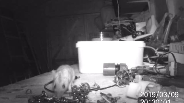 Стивен гадал, кто каждую ночь наводит порядок в сарае, пока не установил камеру наблюдения и это бы