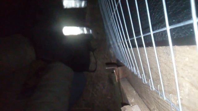 Поймал две самки фазана в одну ловушку. Как поймать фазана смотреть онлайн