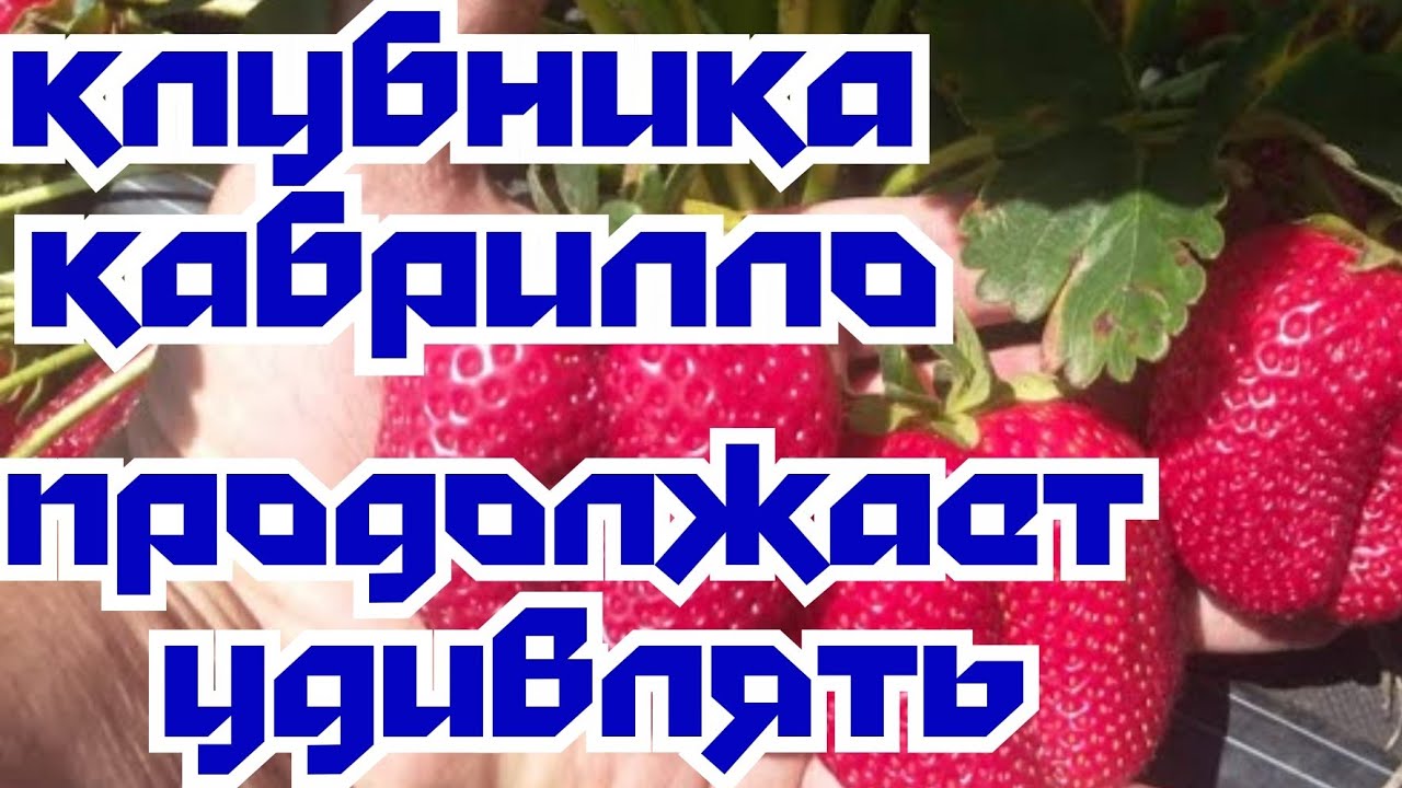 Клубника Кабрилло. Продолжает удивлять. смотреть онлайн