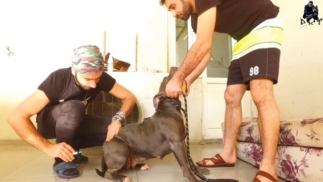 KÖPEKLERİME İĞNE YAPMAYA GELEN ADAM CANINI ZOR KURTARDI!! смотреть онлайн