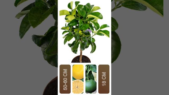 Grapefruit Marsh #цитрусовые #комнатныерастения #цитрусмикс смотреть онлайн