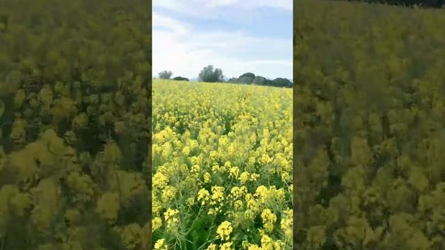 РАЙСКОЕ МЕСТО???//ЧТО ЦВЕТЁТ НА ПОЛЕ ЖЁЛТЫМ??????//LUGAR PARAÍSO✅✅✅