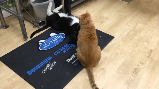 An example of normal feline play behavior смотреть онлайн