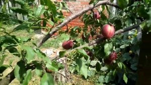 Абрикос"Чёрный принц".