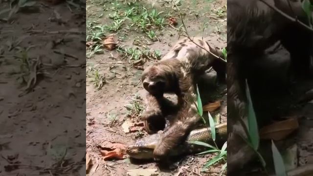 Анаконда и ленивец смотреть онлайн