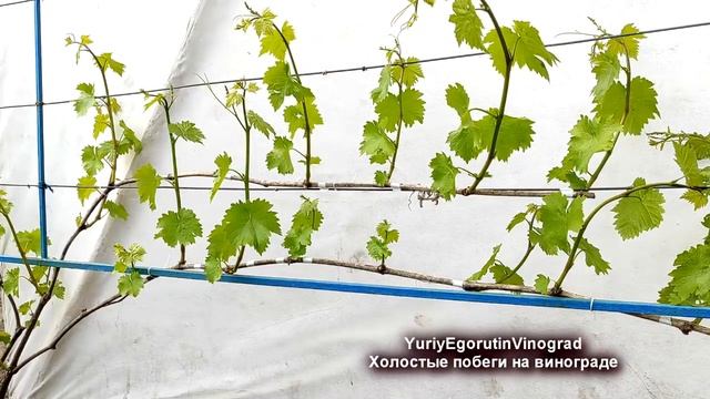 ? А Вы тоже удаляете ЭТИ БЕСПЛОДНЫЕ/ХОЛОСТЫЕ побеги на винограде? Как я нормирую кусты побегами. смотреть онлайн