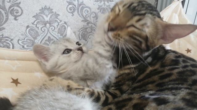 Кошки и котята умывают друг друга. Cats and kittens wash each other. смотреть онлайн