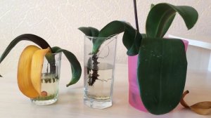 У орхидеи пожелтел лист. Что делать? Почему у орхидеи пожелтели листья? Причины и следствия.