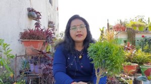 HUGE PLANTS AND POTS HAUL 2022 | Sabita's creativity and lifestyle | Indian Gardening HAUL