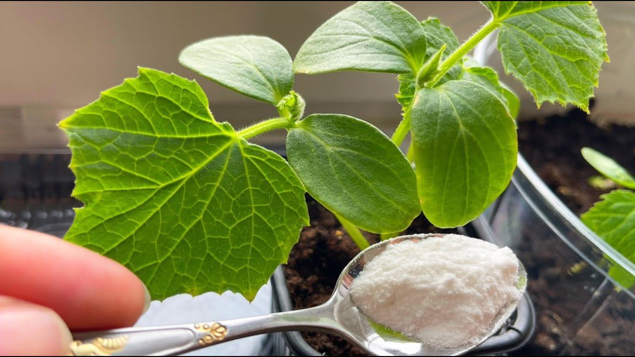 Даже дохлые и хилые огурцы вмиг пойдут в рост и не будут болеть, если польете этим! смотреть онлайн