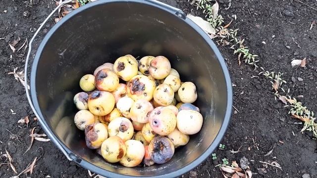 Осенний Бесплатный Чернозем - Легко внесите ЭТО средство в почву, будет мягкая как пух. смотреть онлайн