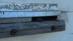 Пчелиная охрана. Нескучная жизнь.