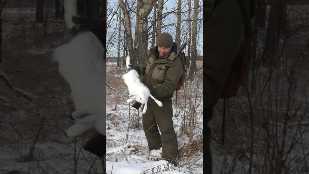 Вот такой вот ЗАЙЧИК, белый белый. #shorts #охотаназайца #охота смотреть онлайн