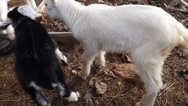 Переохлаждение новорожденных козлят. Первая помощь. смотреть онлайн