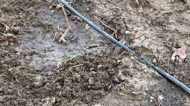 ЖИЗНЬ в ГЛУХОЙ ДЕРЕВНЕ. БЕЛАРУСЬ. САЖЕНЦЫ ФУНДУКА ТРАПЕЗУНД в БЕЛАРУСИ , УХОД ПОСЛЕ ПОСАДКИ смотреть онлайн