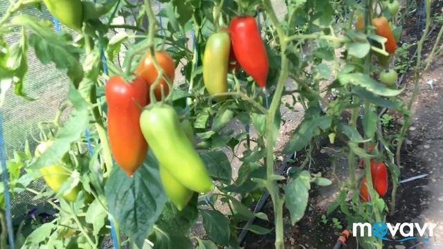 Сорта томатов для теплиц. Часть 4 смотреть онлайн