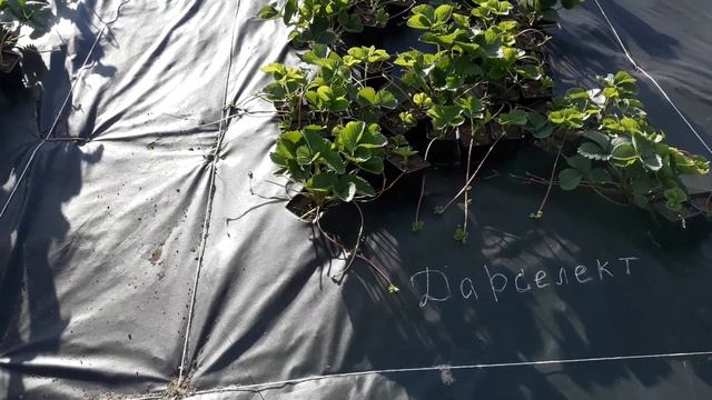 Клубника - ошибки при размножении смотреть онлайн