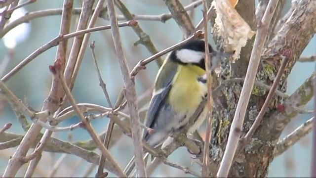 Синички-невелички смотреть онлайн