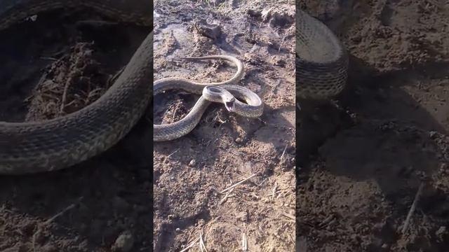 Проснувшийся зимой желтопуз смотреть онлайн