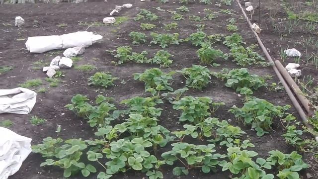 КАК УБЕРЕЧЬ ЗЕМЛЯНИКУ (КЛУБНИКУ) ОТ ВЕСЕННИХ ЗАМОРОЗКОВ И ПОНИЖЕННЫХ ТЕМПЕРАТУР смотреть онлайн