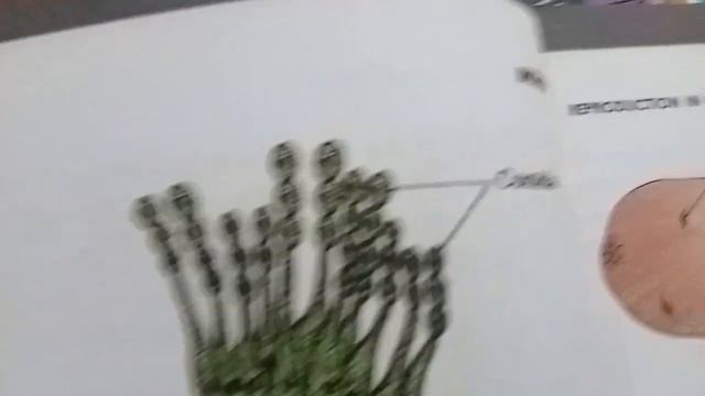 NCERT/12th Std/Biology/Chapter 1. Reproduction In Organism. (introduction with Tamil Explanation) смотреть онлайн