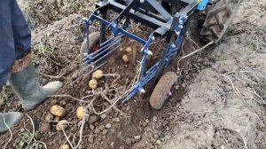 Тандем мотоблока Нева мб23 мультиагро и картофелекопалки Нева ККМ 1. Учимся настраивать.