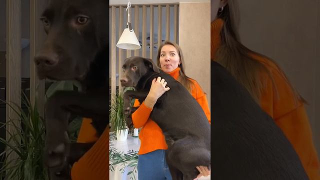 Как у нас появилась собака / Давай просто посмотрим 😅 смотреть онлайн