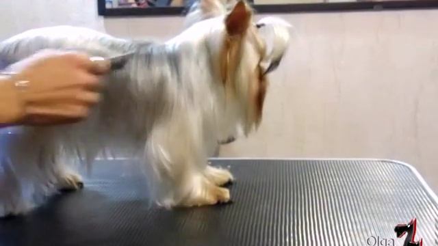 Йорк. Комплексная стрижка с длиной волоса по корпусу 2-3 см смотреть онлайн