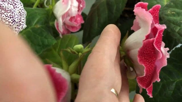 Цветущие сорта Глоксиний(Выпуск №19) смотреть онлайн