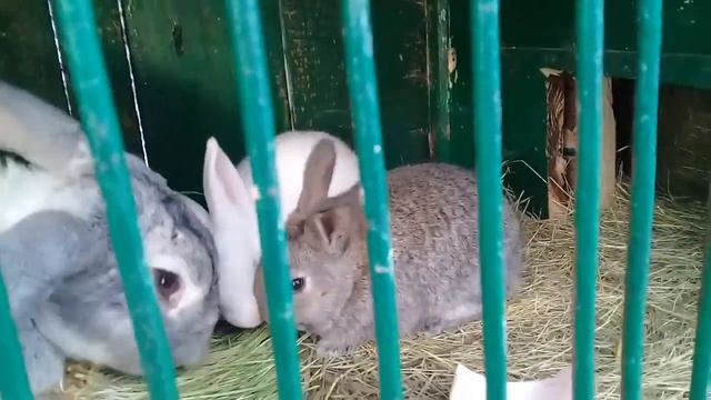 Крольчатам 28 дней/Серый Великан. смотреть онлайн