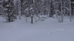 ОХОТА НА ГЛУХАРЯ / КАК Я ОПРЕДЕЛЯЮ МЕСТА ОБИТАНИЯ ПТИЦЫ? ПОИСКИ БОРОВОЙ ДИЧИ В ФЕВРАЛЕ / ЗИМА 2023.