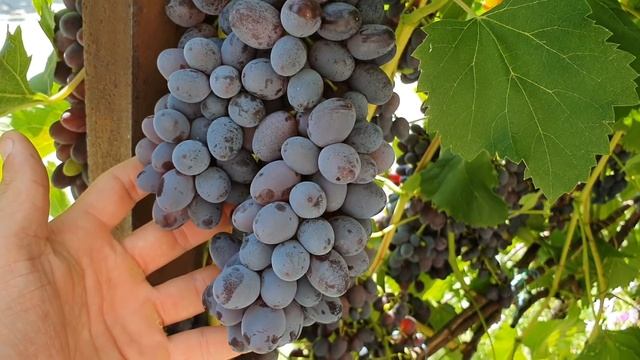 Кишмиш Юпитер 2021 смотреть онлайн