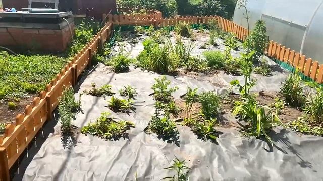 Лучше один раз измерить. Кормилица Микориза Башкирская удивляет всех! смотреть онлайн