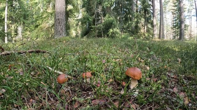 В ЭТО ТРУДНО ПОВЕРИТЬ! БЕЛЫЕ ГРИБЫ ПОПЕРЛИ,КАК ИЗ РОГА ИЗОБИЛИЯ | ОГРОМНЫЕ ПОЛЯНЫ ГРИБОВ В ЛЕСУ смотреть онлайн